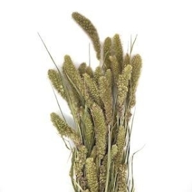 Dried Natural Setaria 70cm