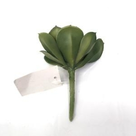 Green Echeveria Succulent 10cm