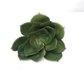 Green Echeveria Succulent 10cm