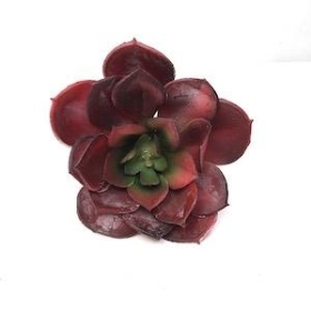 Red Echeveria Succulent 10cm
