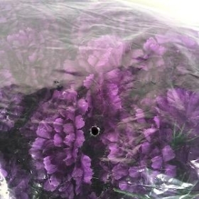 Purple Carnation Heads x 144