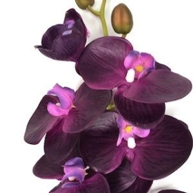 Purple Phalaenopsis Orchid 98cm