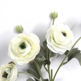 Ivory Ranunculus 64cm