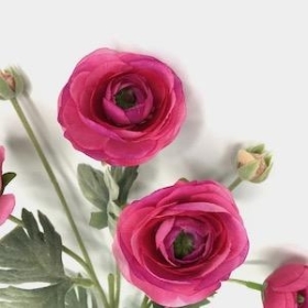 Cerise Ranunculus 64cm