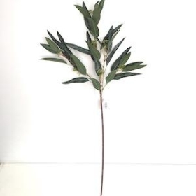 Green Nicolii Eucalyptus 84cm