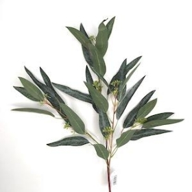 Green Nicolii Eucalyptus 84cm