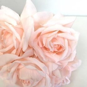 Light Coral Rose Bundle 25cm