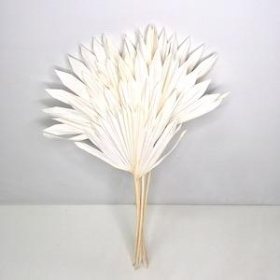 Dried Bleached Sun Palm 60cm x 6