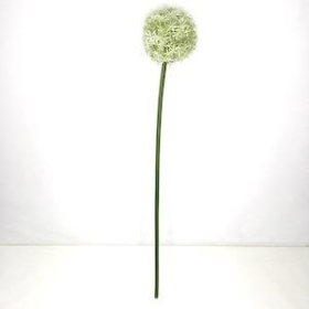 White Allium 74cm
