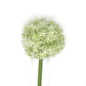 White Allium 74cm