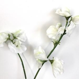 Ivory Sweetpea 46cm