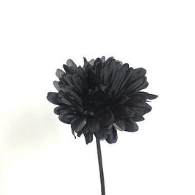 36 x Black Gerbera 53cm