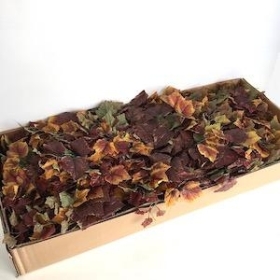 48 x Burgundy Grape Ivy Bush 41cm