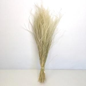 Dried Natural Feather Grass 53cm
