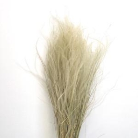 Dried Natural Feather Grass 53cm