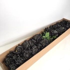 24 x Dark Grey Rose 65cm