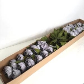 24 x Grey Peony 62cm