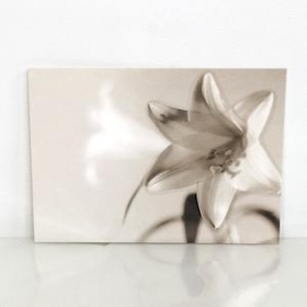 Florist Cards Plain Lily x 6