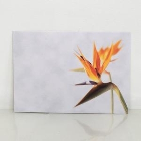Florist Cards Plain Strelitzia x 6