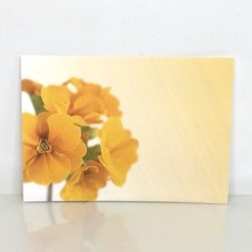 Florist Cards Plain Yellow Primula x 6