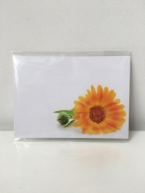 Large Florist Cards Plain Yellow Daisy Design