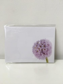 Large Florist Cards Plain Lilac Primula 