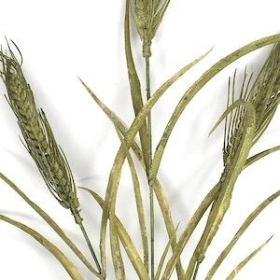 Green Wheat Spray 75cm