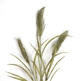 Green Wheat Spray 75cm