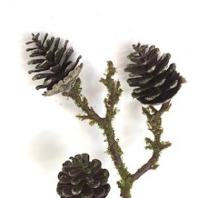 Mossed Pinecone Spray 37cm