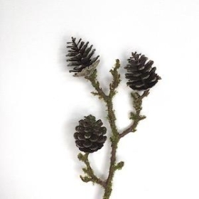 Mossed Pinecone Spray 37cm