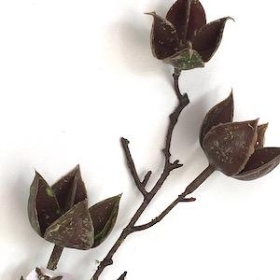 Mossed Cotton Husk 58cm