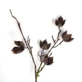 Mossed Cotton Husk 58cm