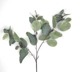 Green Populus Eucalyptus Spray 79cm