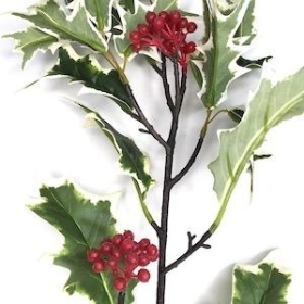 Variegated Holly Branch 115cm