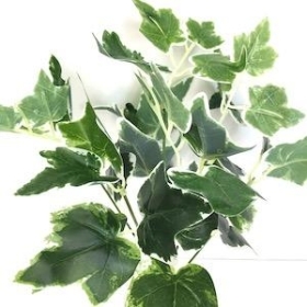 Variegated Ivy Bush 30cm