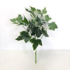 Variegated Ivy Bush 30cm
