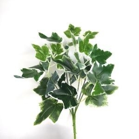 Variegated Ivy Bush 30cm