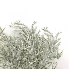 Frosted Foliage Pick 20cm