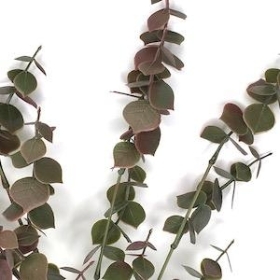 Green Purple Eucalyptus 61cm
