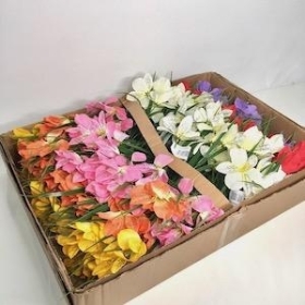 48 x Assorted Alstro Bush 36cm