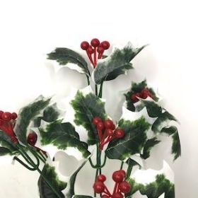 Variegated Holly Berry Bush 28cm