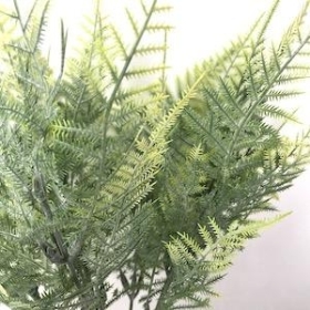 Green Frosted Asparagus Fern Bush 32cm