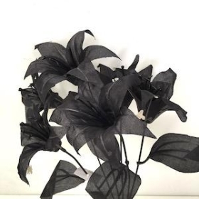 Black Lily Bush 36cm
