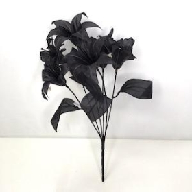 Black Lily Bush 36cm