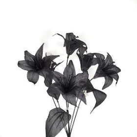 Black Lily Bush 36cm