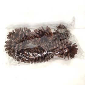 Large Natural Pinecones x 6