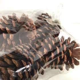 Large Natural Pinecones x 6