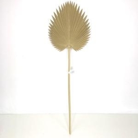 Natural Fan Palm 74cm