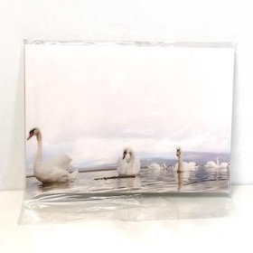 Florist Cards Plain Swans x 6