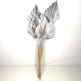 Dried Silver Palm Spear 50cm x 10